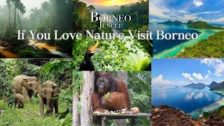 Borneo Wildlife Malaysia  Rainforest in Asia  Natures Paradise Borneo borneo rainforest [upl. by Chesnut]