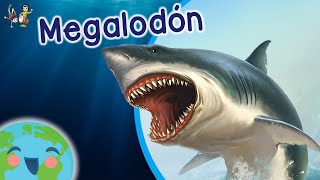 El Megalodon para Niños  Curiosidades de Megalodón Video Educativo para Niños [upl. by Deenya]