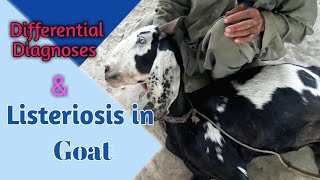 Listeriosis in Goat  How vet save animals life  Differential Diagnoses of Listeriosis [upl. by Meekar]