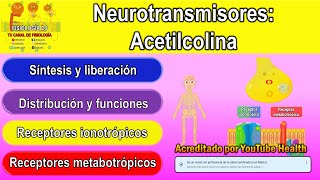 Neurotransmisores  Sistema nervioso central  Acetilcolina  Acetilcolina fisiología [upl. by Crow]