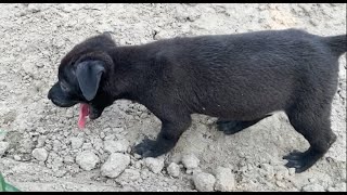 Poor puppy abandoned in a dry field without food hungry and thirsty to die [upl. by Armelda]