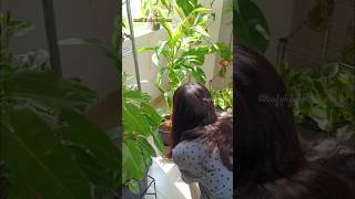 How do I take care of my Draceana Lime light dracaena indoorplants plants shorts [upl. by Sisile]