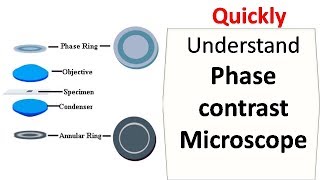 Phase contrast microscope [upl. by Brockwell]