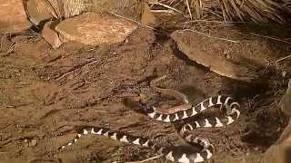 king snake vs rattlesnake [upl. by Lasiaf]