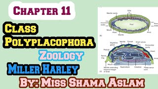 ZoologyCh11Molluscan Success Class PolyplacophoraShell and Internal Structure Of Polyplacophora [upl. by Lairbag523]