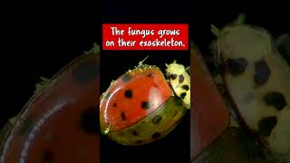 Ladybug Has STD [upl. by Koenig]