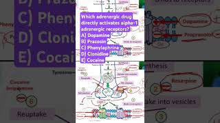 Which adrenergic drug activates alpha1 adrenergic receptors [upl. by Rhys]