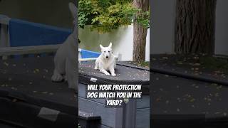 Ask your protection dog questions below youtube short youtubeshorts germanshepherd [upl. by Edge258]