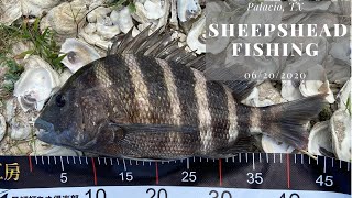 Sheepshead Fishing Palacios TX  06202020 [upl. by Cooper786]