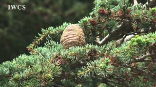 Cedars of Lebanon [upl. by Turro546]