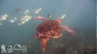 GALAPAGOS SEA TURTLE AND YELLOW TAIL SURGEON FISH [upl. by Enneite]