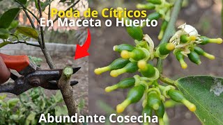 Como Podar Cítricos en Maceta y Huertos Poda perfecta para abundante Cosecha [upl. by Gill]