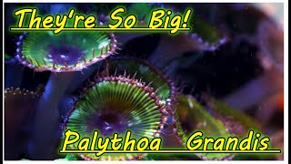 Biggest Zoanthid  Paly Palythoa Grandis Care [upl. by Ynnej]