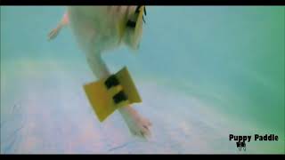 Puppy Paddle Kickstarter Video [upl. by Elyn]