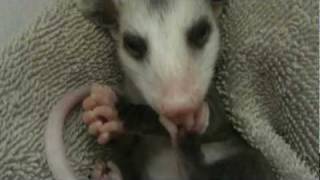 Opossum baby taking a bath [upl. by Templeton]