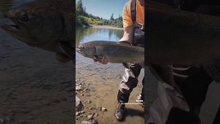 Big King Salmon on 6 ft Trout Rod Olympic Peninsula [upl. by Marmion]