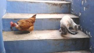 Gallina robando Raton  Chicken and Mouse [upl. by Armitage]