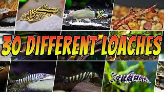 30 Best Types of Loach  Rare amp Common Aquarium Fish  Loaches List [upl. by Klemm]