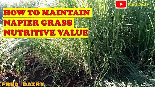 HOW TO MAINTAIN NAPIER GRASS NUTRITIVE VALUE [upl. by Hirz]