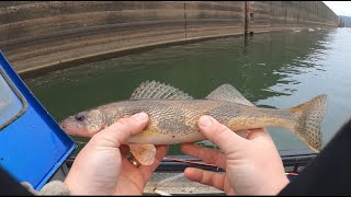 How to catch Sauger  we caught TONS of sauger  BONUS BIG SUPRISE FISH AT END [upl. by Yorel23]