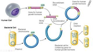 Gene Splicing amp Recombinant DNA [upl. by Notfilc900]