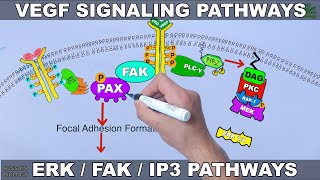 VEGF Signalling Pathways [upl. by Ma402]