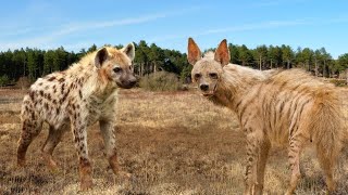 Spotted Hyena vs Striped Hyena Facts and differences  Wild Animals Documentary [upl. by Apicella]