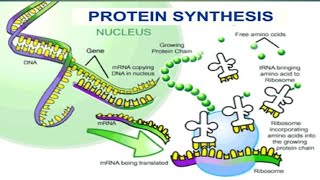 Protein Synthesis12Biology Molecular Basis of Inheritance [upl. by Dorrej]