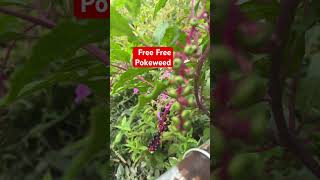 Pokeweed as is best ready to viral florgenargue gardening florgardengoddess growingwithflor [upl. by Pirali]