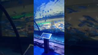 OMG awesome good view aquarium 😍 wow 😳 follow subscribers travel fish shorts [upl. by Norrad]