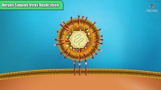 Herpes simplex virus replication Steps  Microbiology Animations [upl. by Lindon132]