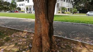 Robarosiya Tree Tabebuia rosea [upl. by Bannasch]