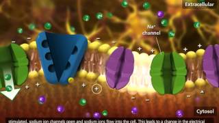 Nerve Impulse Molecular Mechanism 3D Animation [upl. by Eilraep]