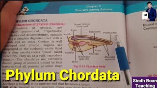 Phylum Chordata XI Biology [upl. by Aiyekal]