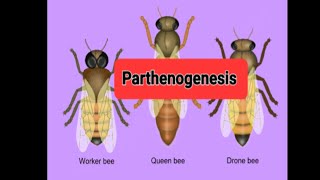 Parthenogenesis Parthenogenesis in honey beesReproduction without malefemale union [upl. by Woodward]