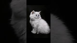 Ragdoll Baby Cat Kitten [upl. by Collins]