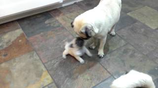 3 weeks pug puppy playing with mom and dad HD [upl. by Cammie262]