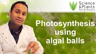 Photosynthesis amp respiration experiments using algal balls 🟢⚗️ [upl. by Friend]