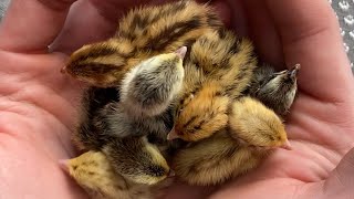 Hatching Coturnix Quail [upl. by Giustino]