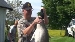 How To ReFlock your goose decoy heads [upl. by Bois]