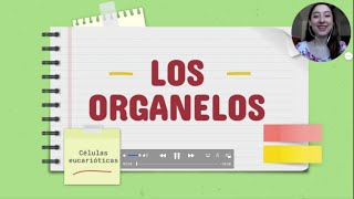 ORGANELOS DE CÉLULAS EUCARIÓTICAS CARACTERÍSTICAS MICROGRAFÍAS Y APRENDER A DIBUJARLOS [upl. by Kata289]