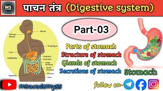 How to digestive system works I Digestive system I anatomy and physiology I Biology I human body l [upl. by Estevan216]