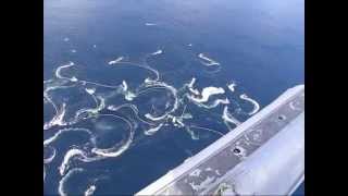 Sitka Alaska Herring Fishery 2008  From the air [upl. by Nylatsirk]