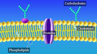 Cell Membrane Structure and Function [upl. by Gasser]