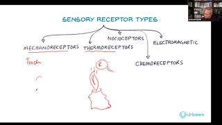 Types of Sensory Receptors [upl. by Enifesoj]