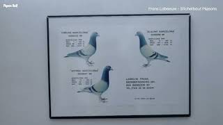 Stichelbaut Pigeons of Frans Labeeuw [upl. by Saw]