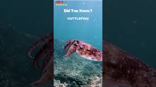 🐙 The Amazing World of Cuttlefish Masters of Camouflage and Intelligence animalfacts [upl. by Nadruoj]