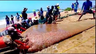 Amazing Seine Fishing Using Tractors  Amazing Big Catch Fishing Skill [upl. by Siravrat567]