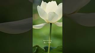 【4月30日】誕生花「きんぐさり」花言葉『哀しいほどに美しい』｜430 Birth flower and flower language shorts [upl. by Nosmas77]