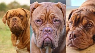 Dogue de bordeaux  Funny and Cute dog video compilation in 2022 [upl. by Airlee729]